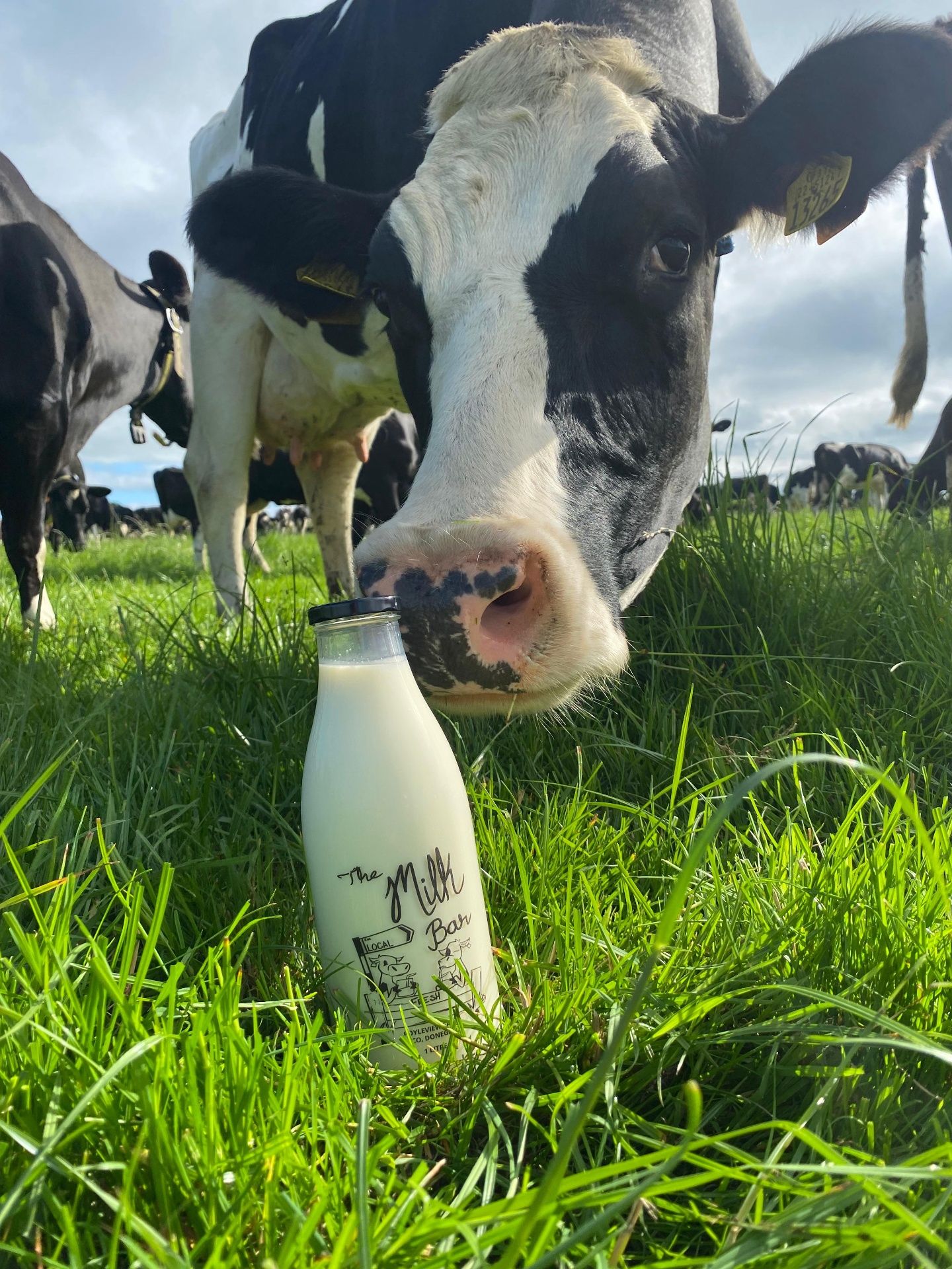 Holstein cows grazing on a green Donegal hillside at golden hour